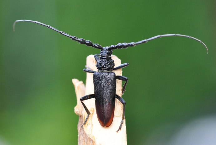 Жук Стригун усач