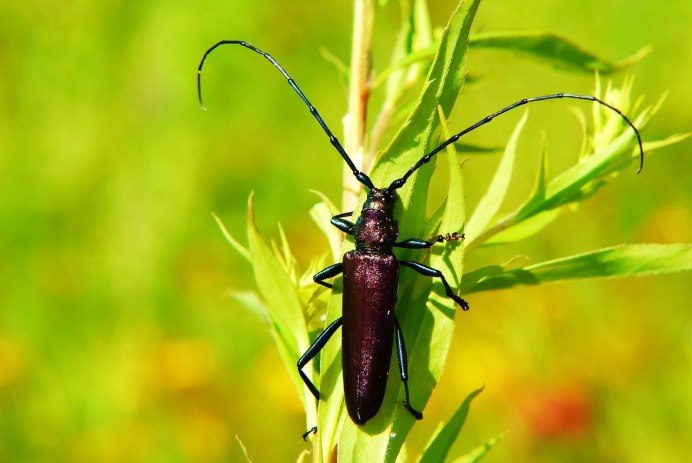 Жук усач Дубильщик