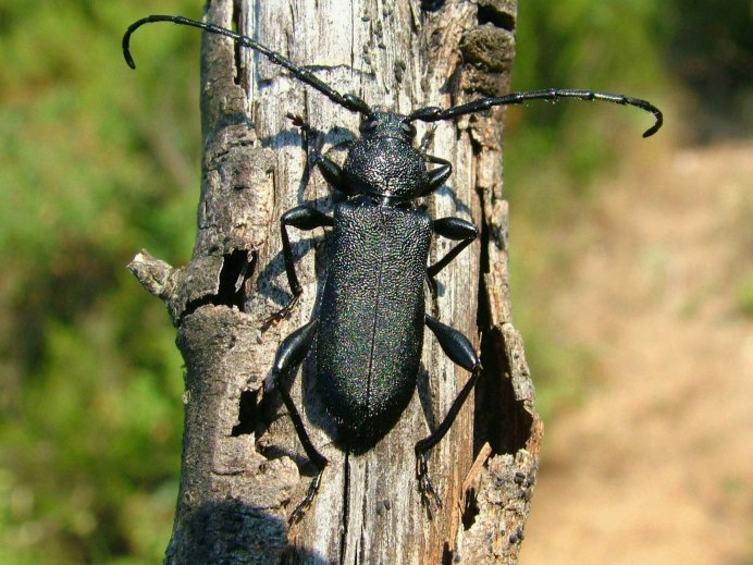 Черный Жук усач дровосек