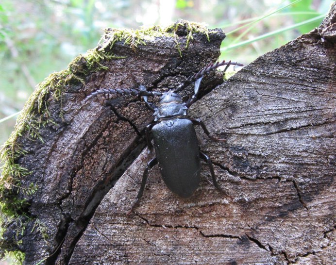 Жук Стригун усач