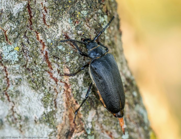 Древесный Жук усач