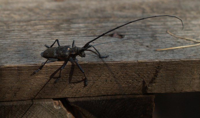 Дальневосточный реликтовый дровосек
