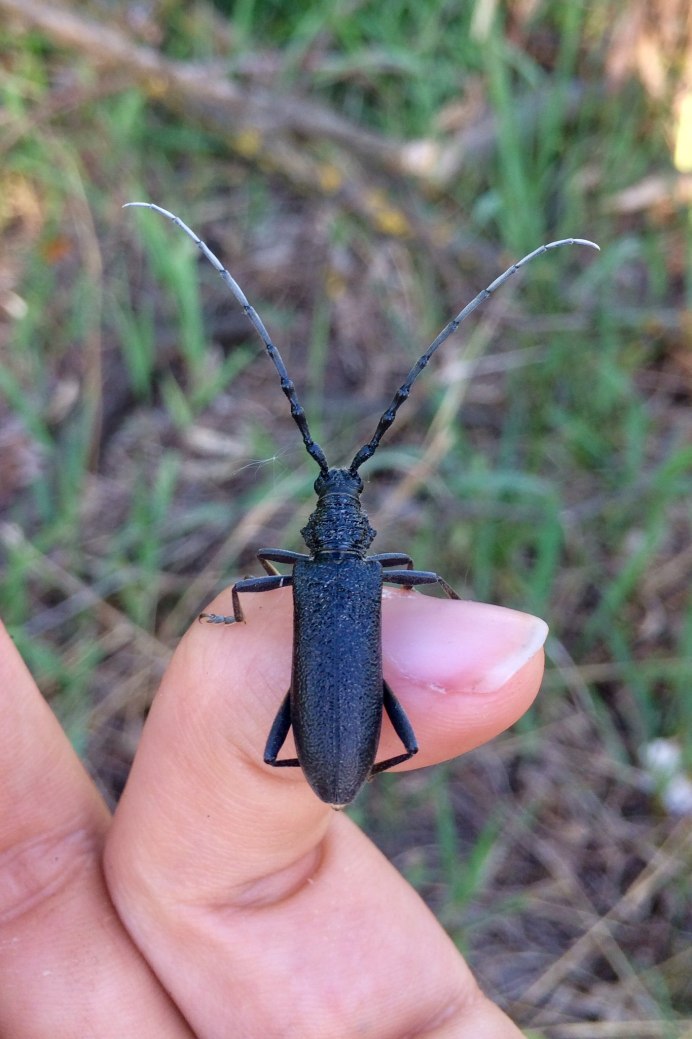 Жук усач кожевенник