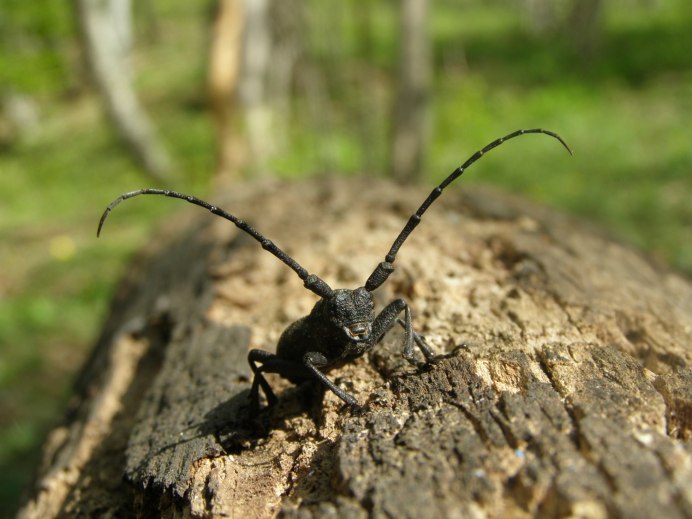 Жук Стригун усач