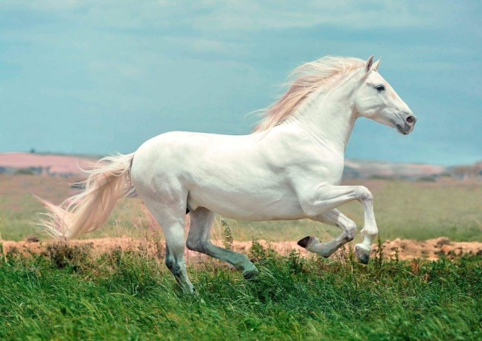 Белая лошадь