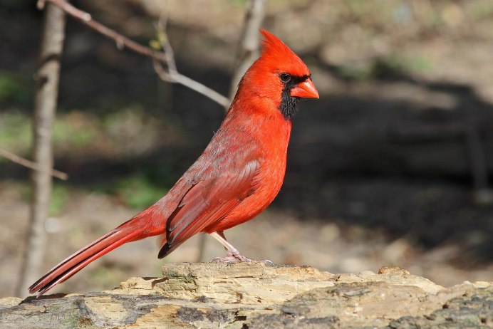 Птица красного цвета