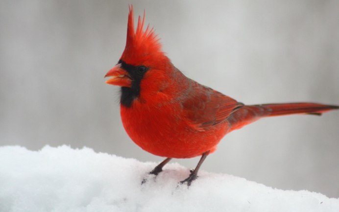 Красные животные