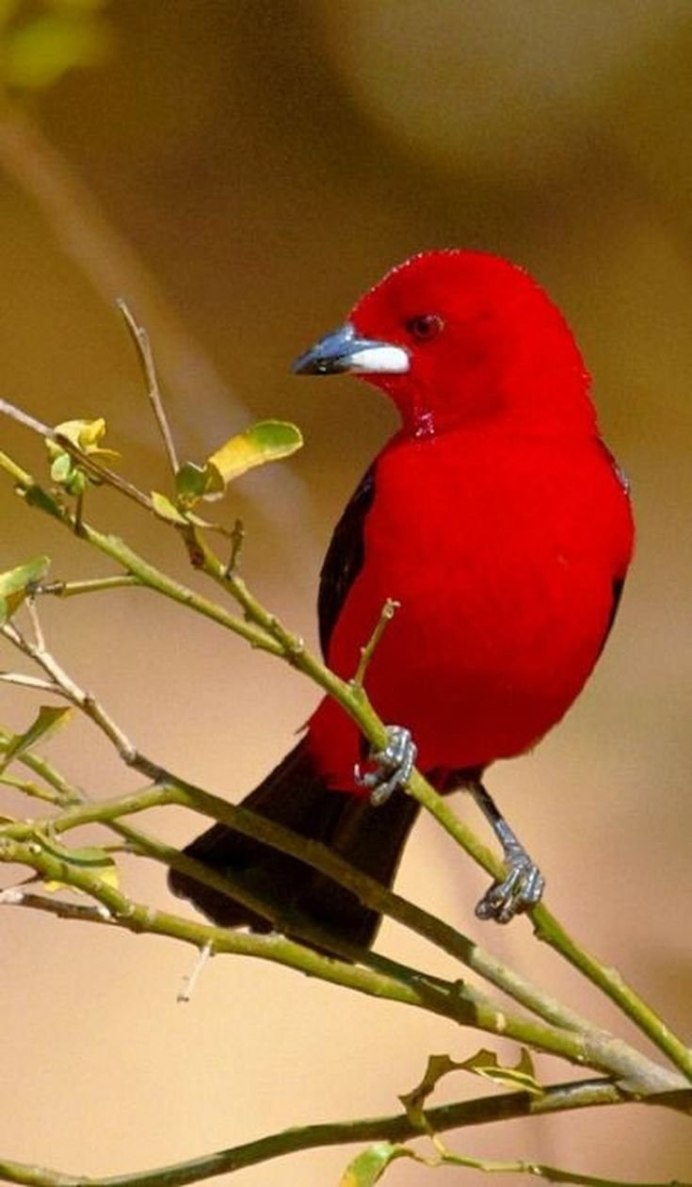 Танагра птица