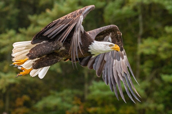 Haliaeetus leucocephalus Flight