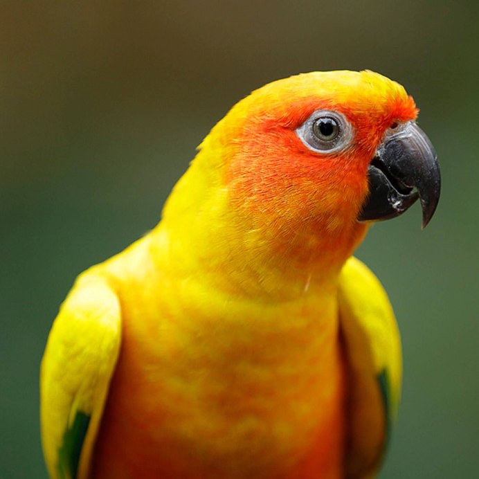 Попугай корелла