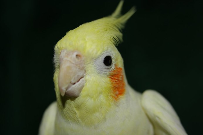Попугай с хохолком корелла