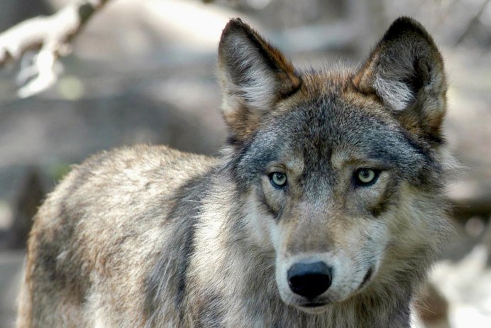 Canis Lupus cubanensis