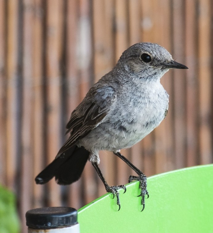 Дрозд чёрный (turdus Merula)