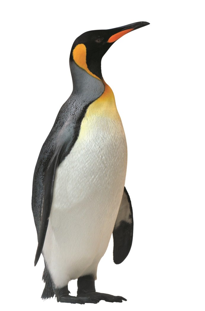 Schleich 14841 Пингвин
