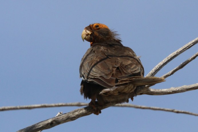 Yellow-streaked Lory