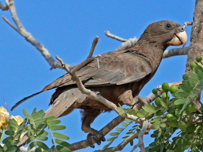 Coracopsis vasa