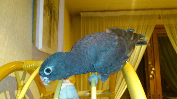 Vasa Parrot penis