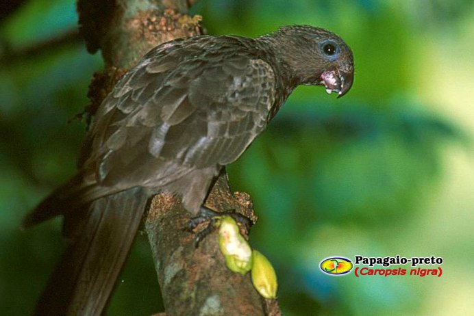 Coracopsis nigra