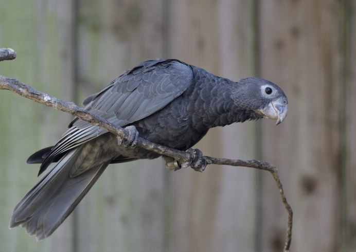 Coracopsis vasa