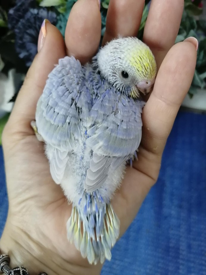 Волнистый попугай розовый