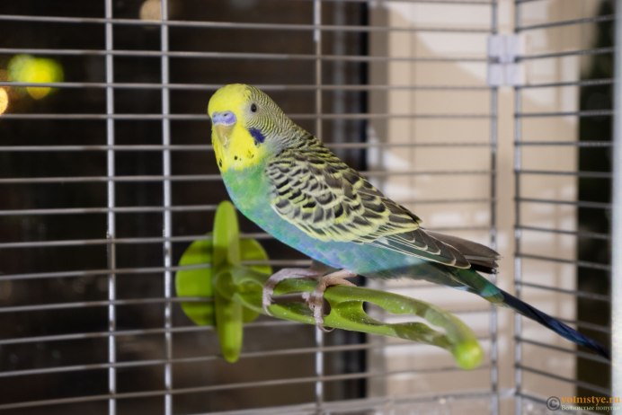 Старый волнистый попугай