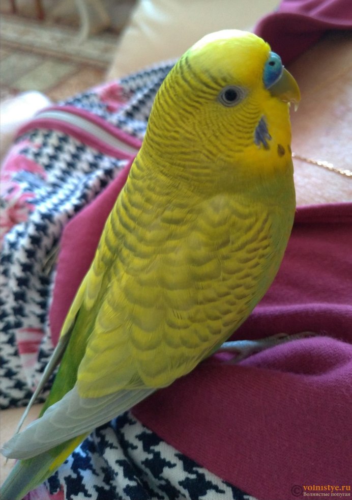 Попугаи волнистые попугайчики