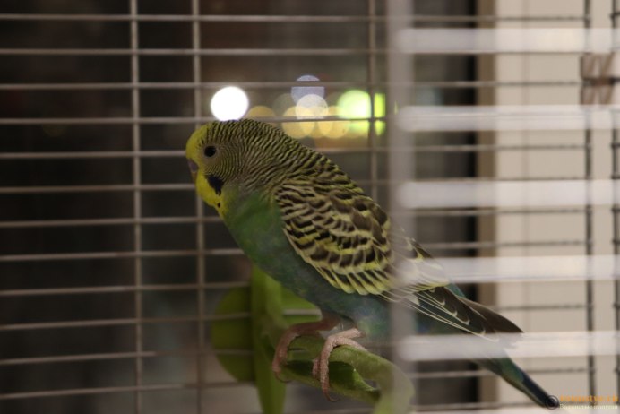 Пинто волнистый попугай