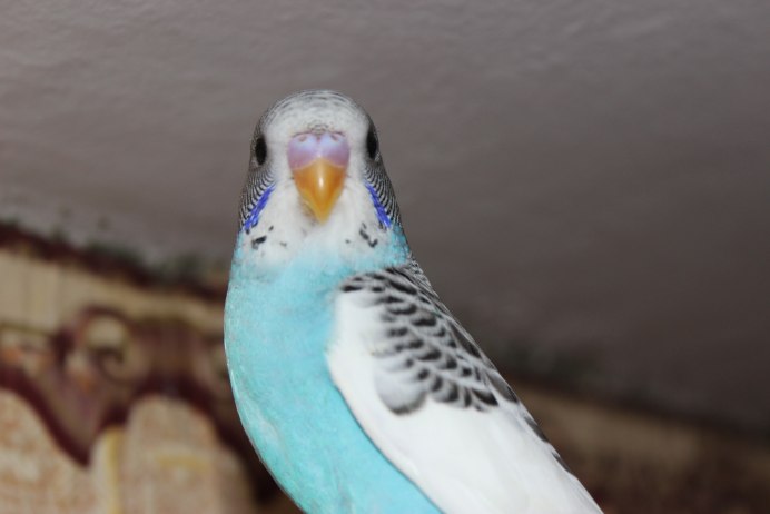 Попугаи волнистые попугайчики