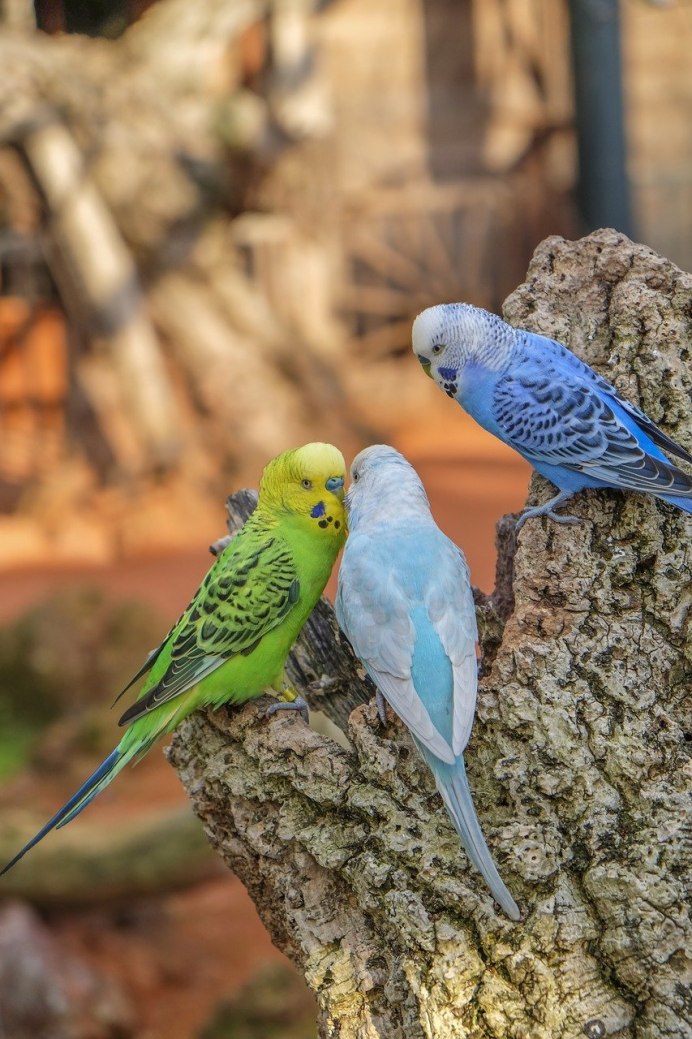 Розовобрюхий травяной попугай
