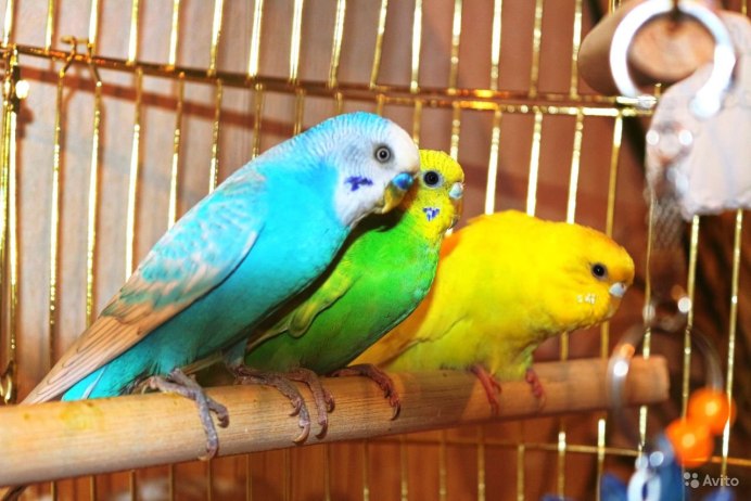 Окрасы волнистых попугаев