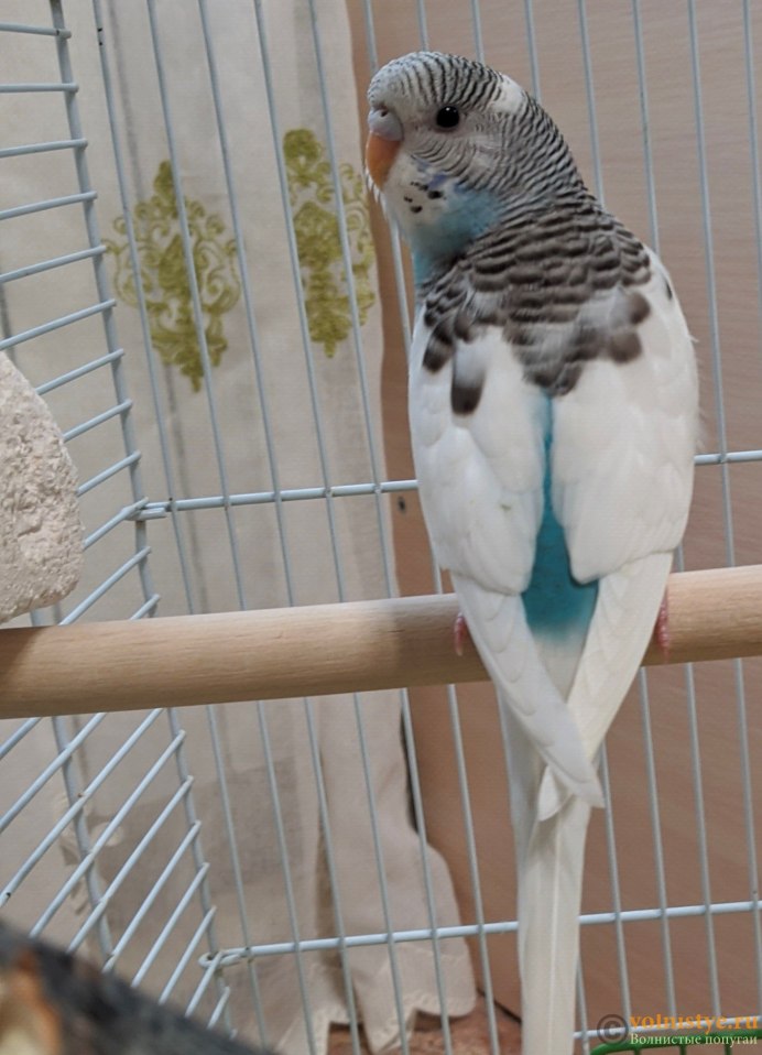 Попугаи волнистые попугайчики