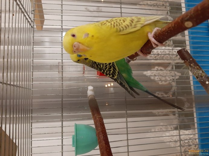 Волнистые попугайчики расцветки