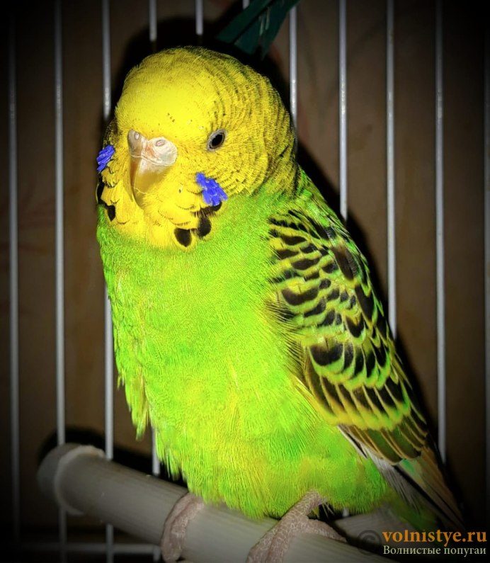 Попугайчики семья волнистиков