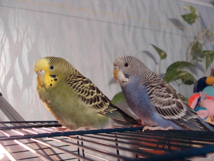 Волнистые попугайчики цвета