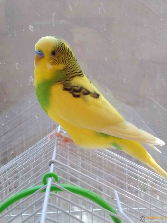 Радужный окрас волнистых попугаев