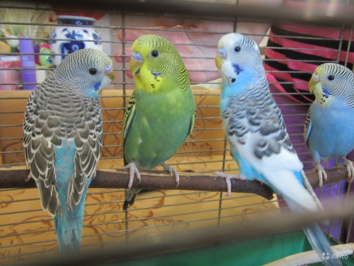 Волнистые попугайчики цвета