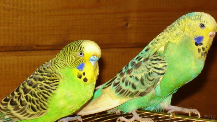 Пинто волнистый попугай