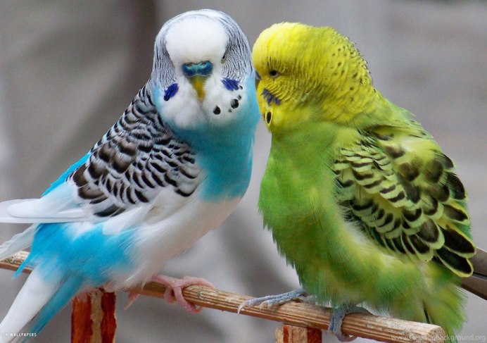 Канареечный волнистый попугай