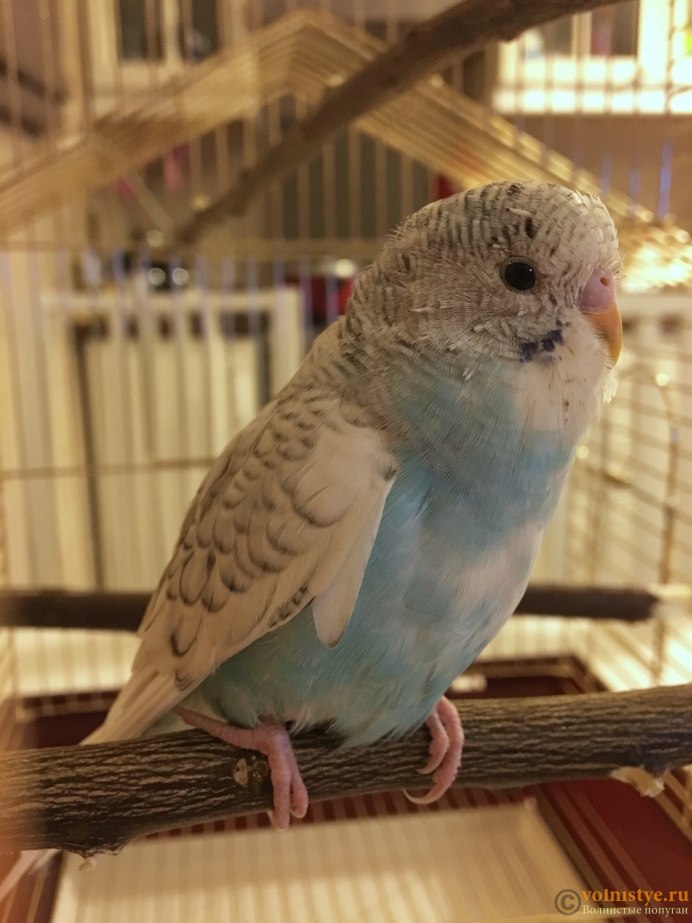 Волнистый попугайчик бирюзовый