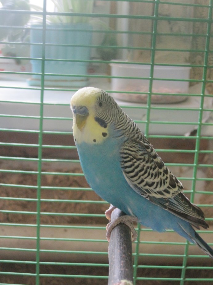 Окрасы волнистых попугаев