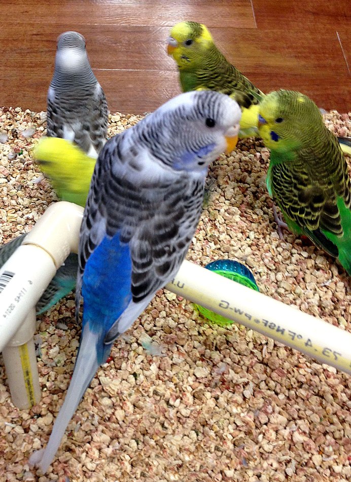 Попугаи волнистые попугайчики