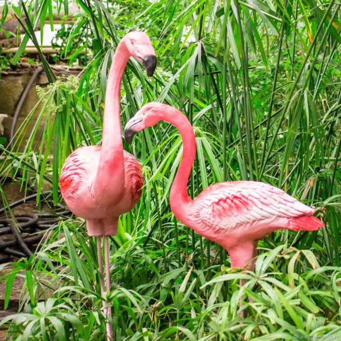 Фламинго розовый (Phoenicopterus roseus)