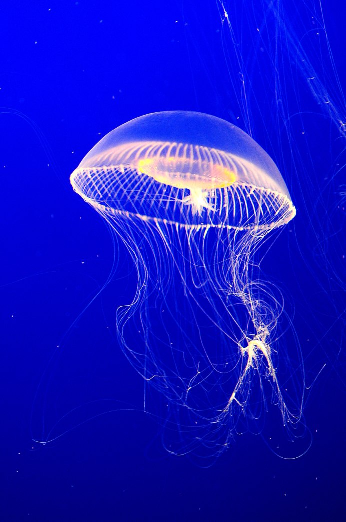 Кристалл медуза Swarovski