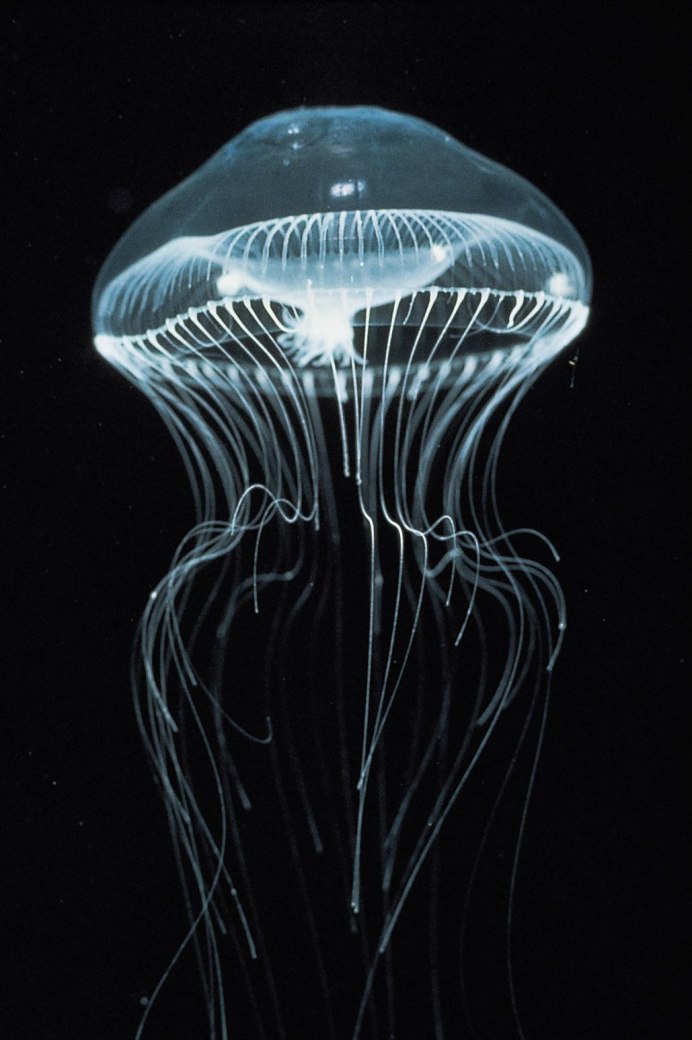 Aequorea Victoria медуза