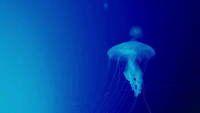 Стеклянная медуза