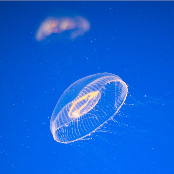 Гидромедуза Кишечнополостные