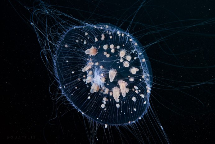 Картина розовая медуза