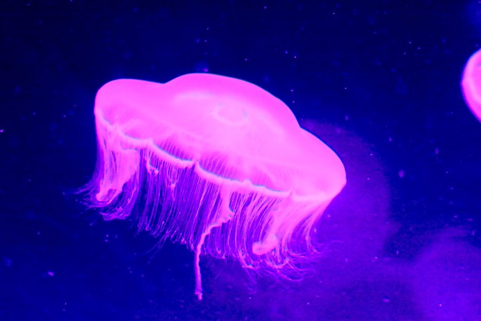 Aequorea Victoria (медуза-Кристалл)