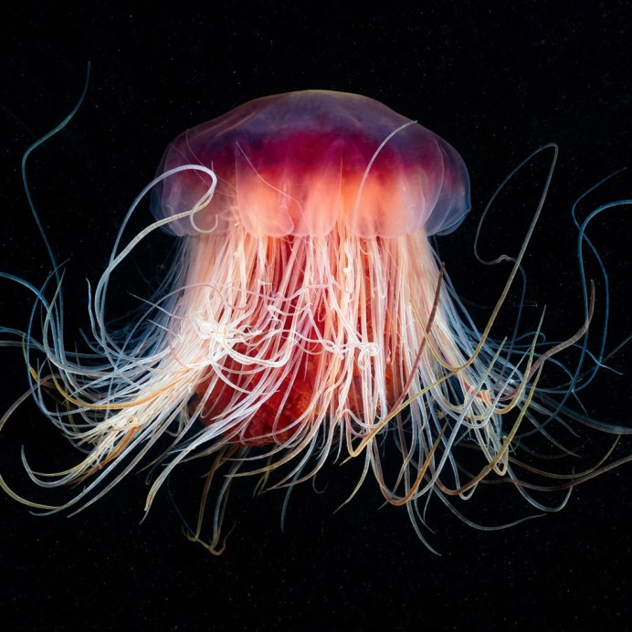 Подводный мир