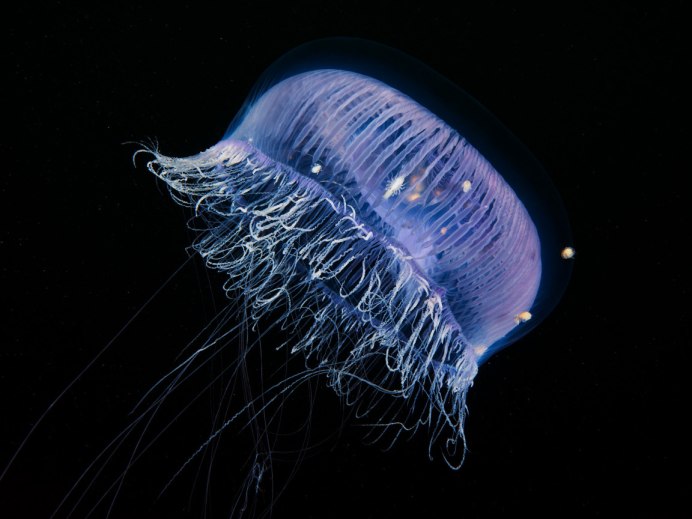 Локон медузы арт